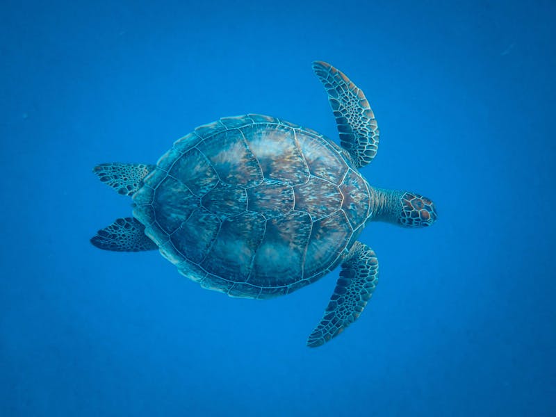 Cover for Shell plc Announces Share Buyback as Part of Investment Portfolio Strategy